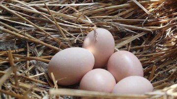 农村散养的土鸡蛋有保质期吗？一般是多久呢？